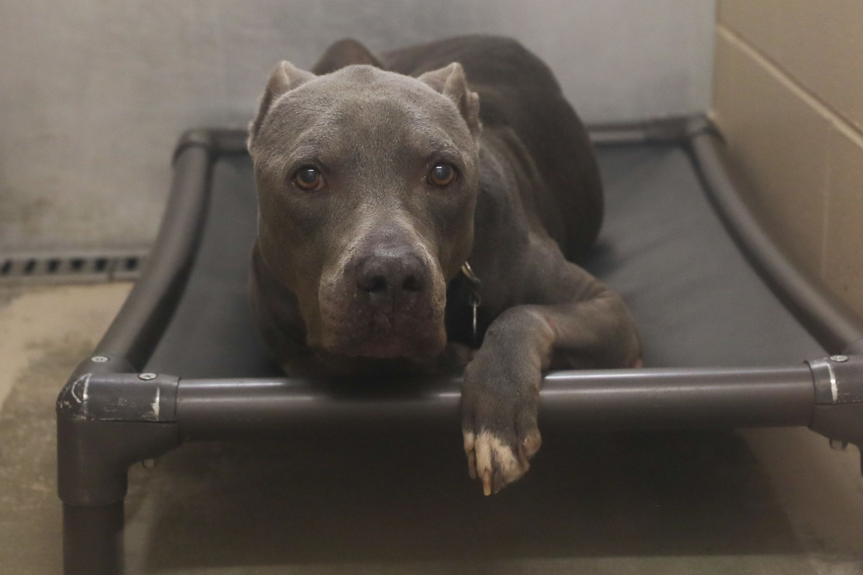 Lee County Humane Society pets for adoption